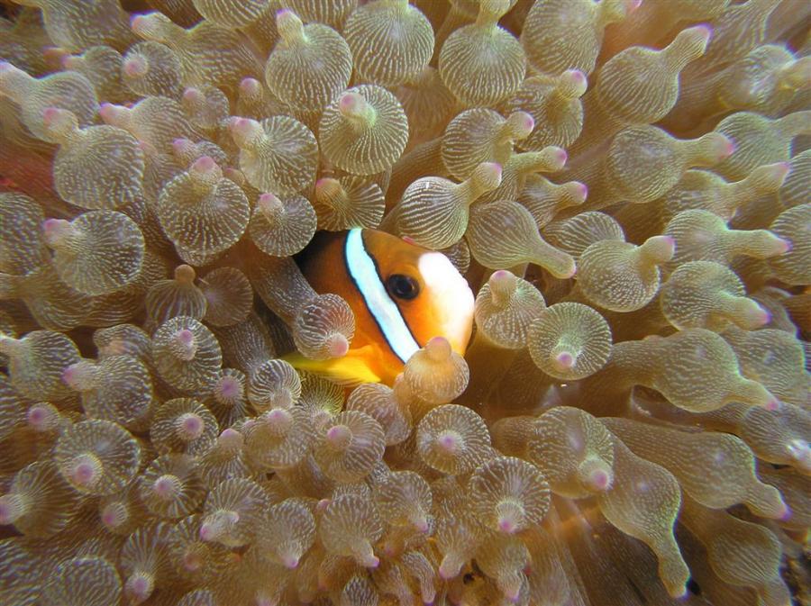 P9020010anemoneFish