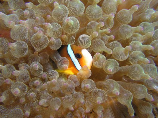 P9020010anemoneFish