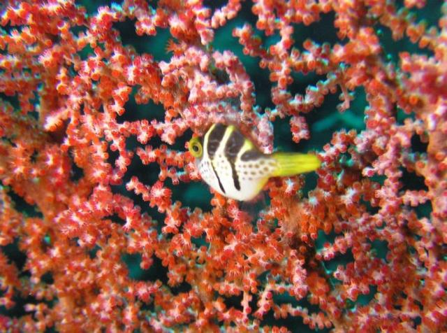 P9020035tinyFishOnGorgonian