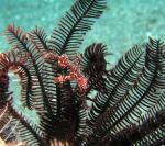 P9020047ornateGhostPipefish