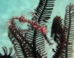 P9020049ornateGhostPipefish