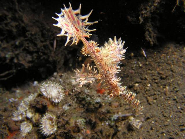 P9020095ornateGhostPipefish