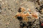 P9020096-1ornateGhostPipefish