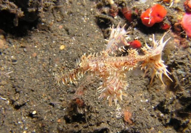 P9020097ornateGhostPipefish