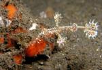 P9020111ornateGhostPipefish