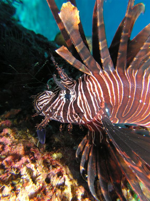 P9030030lionFish