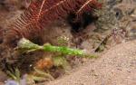 P9040002ornateGhostPipeFish