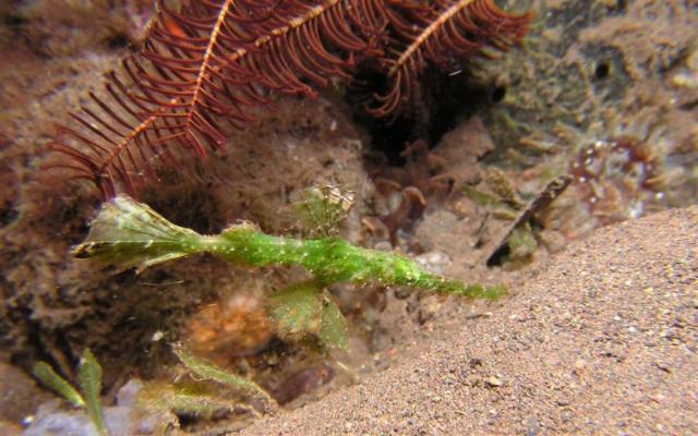 P9040002ornateGhostPipeFish