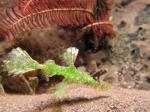 P9040003ornateGhostPipeFish