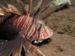 P9040020lionFish