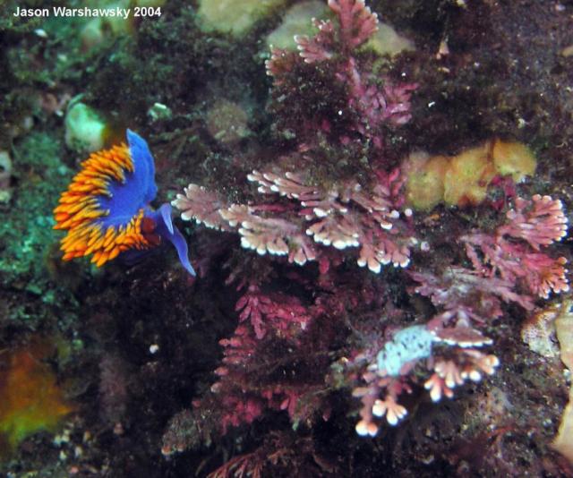 spanish shawl and eggs