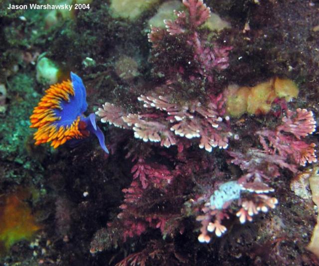 spanish shawl and eggs