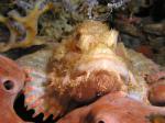 Scorpion FIsh