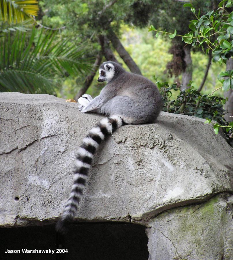 lemurStretching