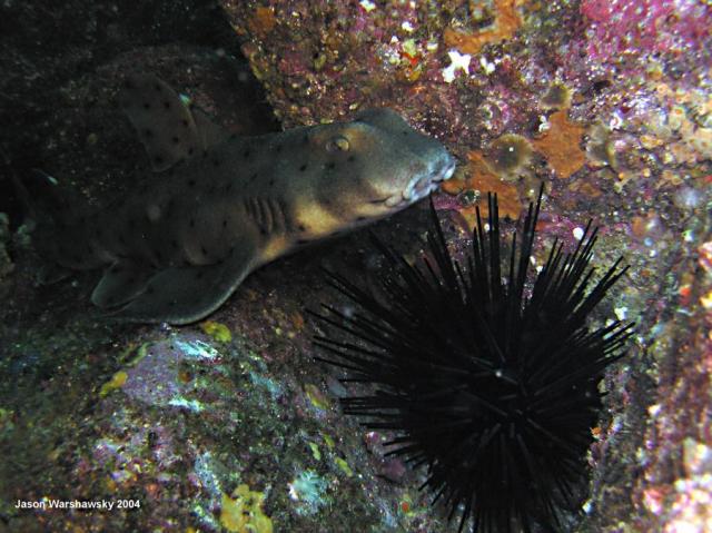 horn shark