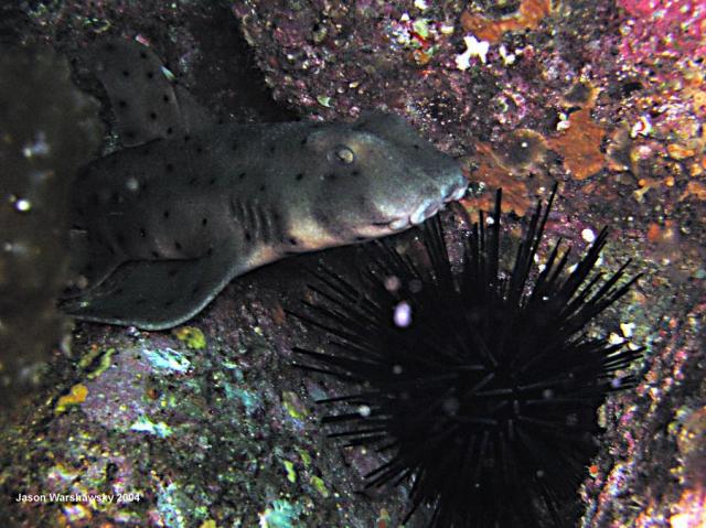 horn shark