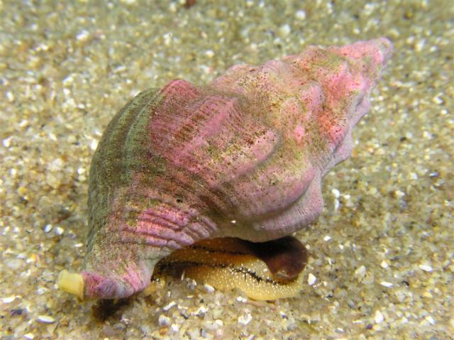 P5310102whelk