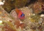 blue banded Goby