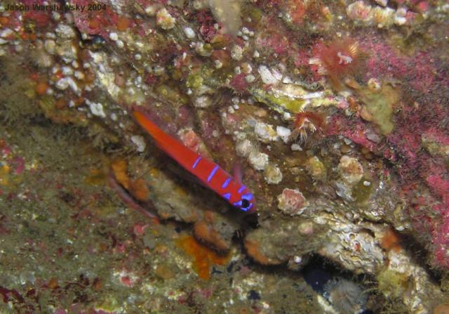 blue banded goby and Worms